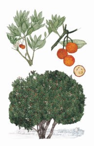Alberi-4.jpg