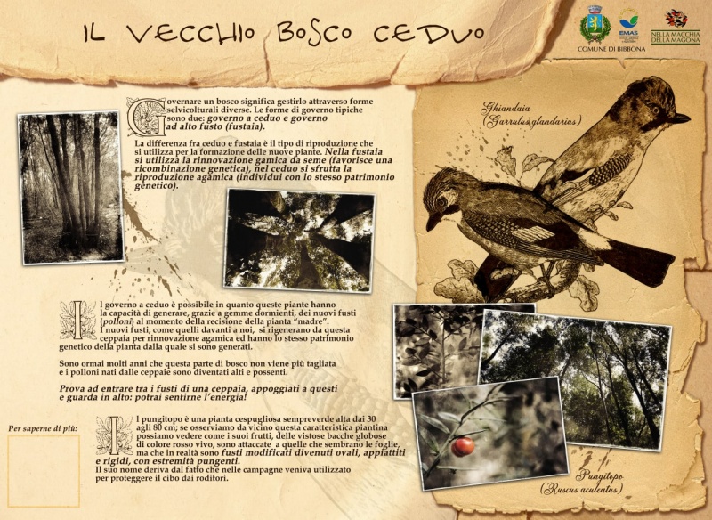 File:IL VECCHIO BOSCO CEDUO.jpg