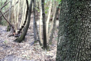 Riconoscere gli alberi 2.JPG